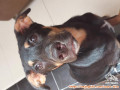 Dicari Kennel boy/girl untuk di rumah daerah Jakarta Timur