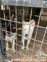 Free adopt!! Anak husky ini mencari mama papa barunya