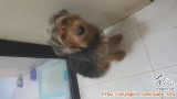 Open adopt Schnauzer