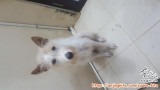 Open adopt free anjing tintin mix