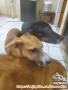 Free adopt