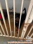 Adopsi anjing