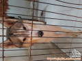 Hibah Dogi Husky