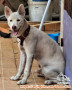 Adopsi Yuki, mix husky & labrador