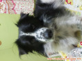 Need Adopter Anjing Mix Golden Samoyet