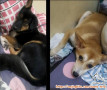 Butuh Adopter Yang Benar" Sayang Anjing