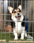 KENNEL GIRL (Perawat Anjing, Wanita)