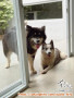Malamute mix dan Husky mix