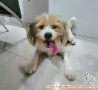 Open adopt