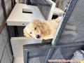 Open adopt Golden jantan umur 8 bulan