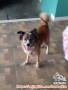 open adopt cepat
