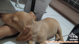 FREE ADOPT MINI DACHSHUND CAMPURAN
