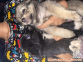 Sedang mencari rumah baru untuk 6 puppies