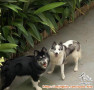 anjing Malamute mix dan Huaky mix