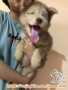 OPEN ADOPT