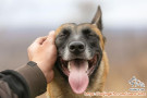 URGENT : DIPERLUKAN KENNEL BOY INFAL