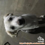Puppy Kintamani Hibah Free