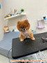 Open adopt mini pom betina free. Khusus penyayang