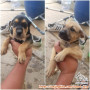 Open adopt free