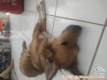 Open Adopt Free