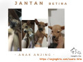 Adopsi anak anjing jantan dan betina