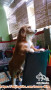 Adopsi Anjing