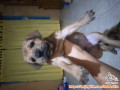 OPEN ADOPT FREE PUPPY
