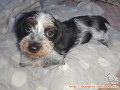 Open Adopsi Puppy Poodle mix Maltese