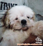 Dihibahkan Shihtzu Jantan