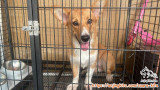 Free Adopt Female Puppy
