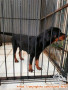 Dihibahkan Sepasang Rottweiler ( Jantan Betina )