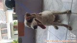 FREE ADOPT ANJING