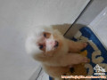 FREE ADOPT