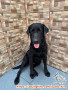 Free adopt Anjing Labrador Betina
