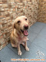 Free adopt Anjing Labrador Betina