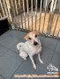 Free adopt Anjing Mix Betina