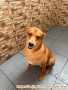 Free adopt Anjing Mix Jantan