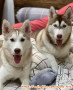 Adopsi anjing free 2 ekor betina huzky