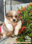 Open Adopt Anjing Ras