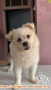 Open Adopt Anjing Ras