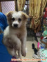 Open Adopt Anjing Ras