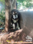 OPEN ADOPT PUPPIES