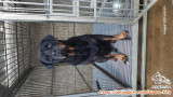 Hibah 2 ekor Rottweiler