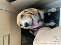 Open Adopt Beagle 4 tahun