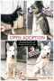 Free Open Adoption Pure Husky
