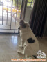 Adopt Anjing  border collie Mix