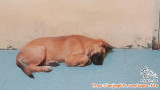 Open Adopt Doggy