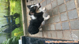 Adopsi Corgi Jantan 3 Tahun