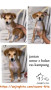 Free Adopt 3 Anjing Umur 2 bulan, Jantan semua
