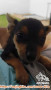 Free Adopt Padalarang